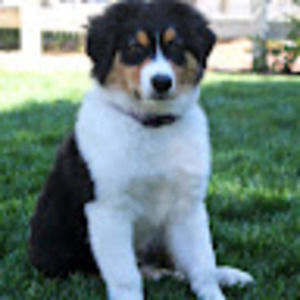 Meet your Posher, Isabella